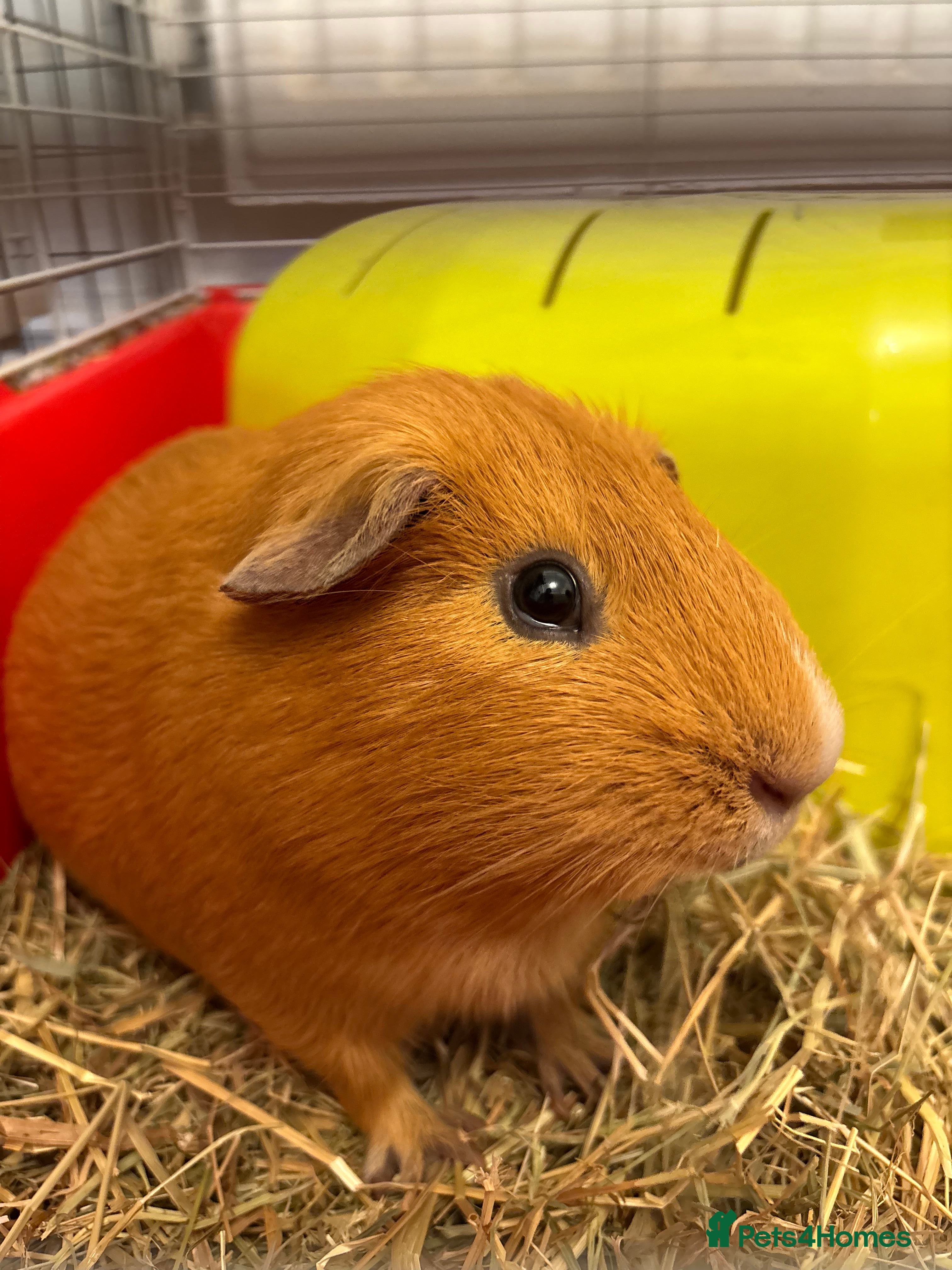 Guinea Pig rodents Guinea Pig For Adoption  - Advert 1