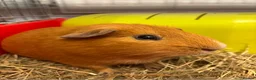 Guinea Pig rodents for sale: Guinea Pig For Adoption  - Advert 1