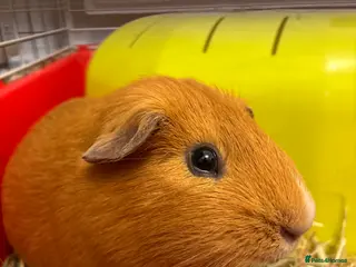 Guinea Pig rodents Guinea Pig For Adoption - Advert 1