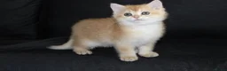 British Shorthair cats for sale: TICA pedigree pure breed golden kittens - Advert 20
