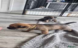Border Terrier dogs for sale: Border Terrier Pups - Image 18