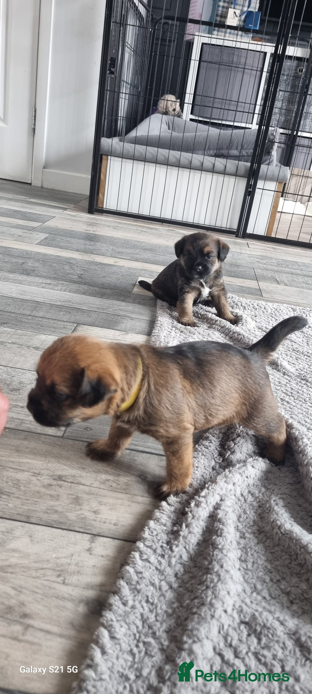 Border Terrier dogs for sale: Border Terrier Pups - Image 18