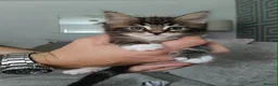 Mixed Breed cats for sale: Maine coon x bengal kittens  - Advert 1