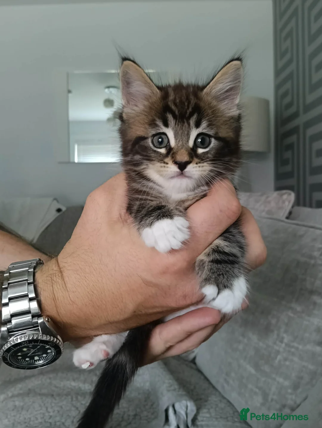 Mixed Breed cats for sale: Maine coon x bengal kittens  - Advert 1