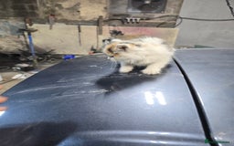 Ragcoon cats for sale: cats  - Image 7