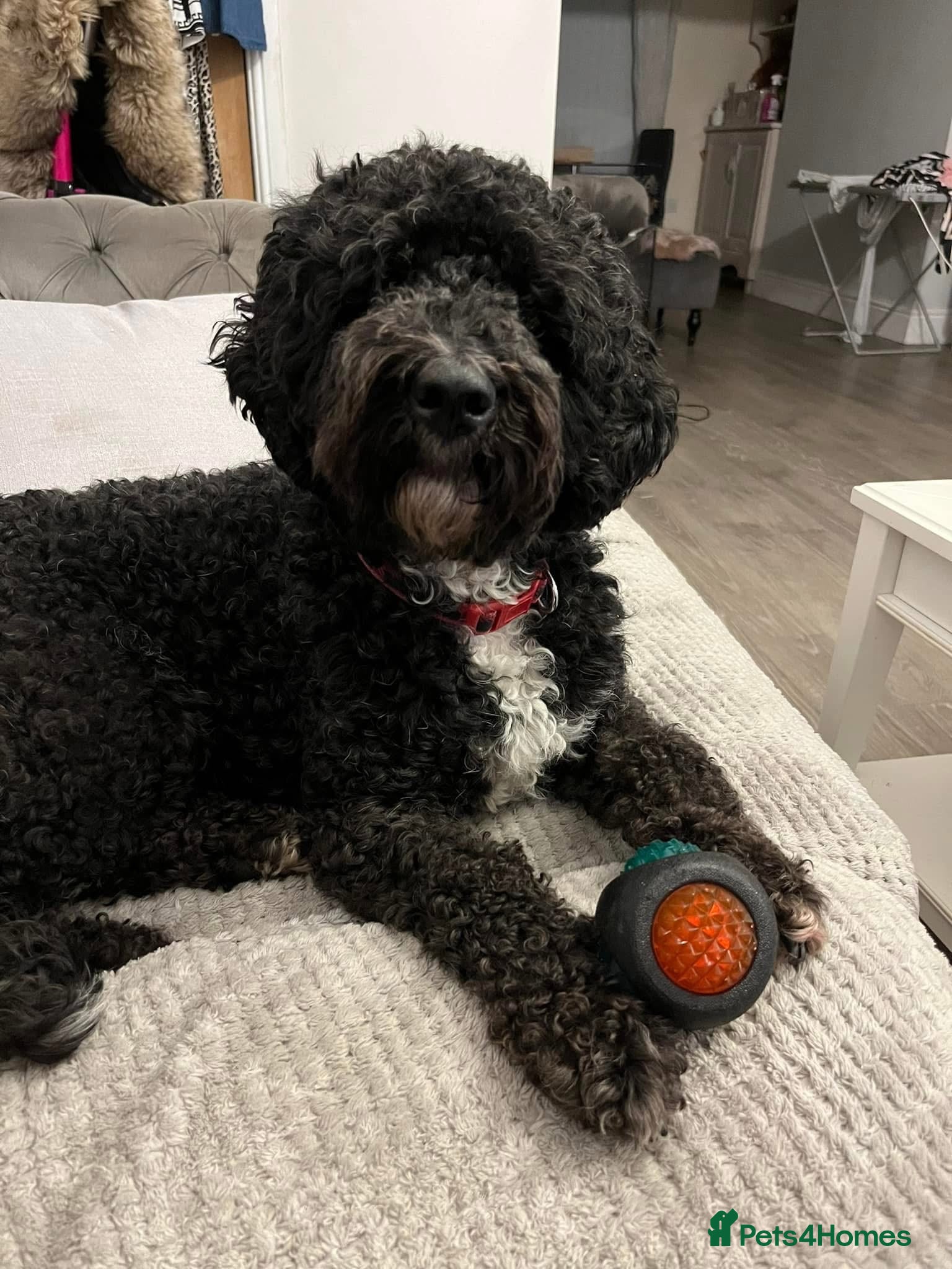 Cockapoo dogs Marley male 6 year old Neutered Cockerpoo - Advert 1