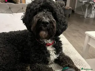 Cockapoo dogs Marley male 6 year old Neutered Cockerpoo - Advert 1