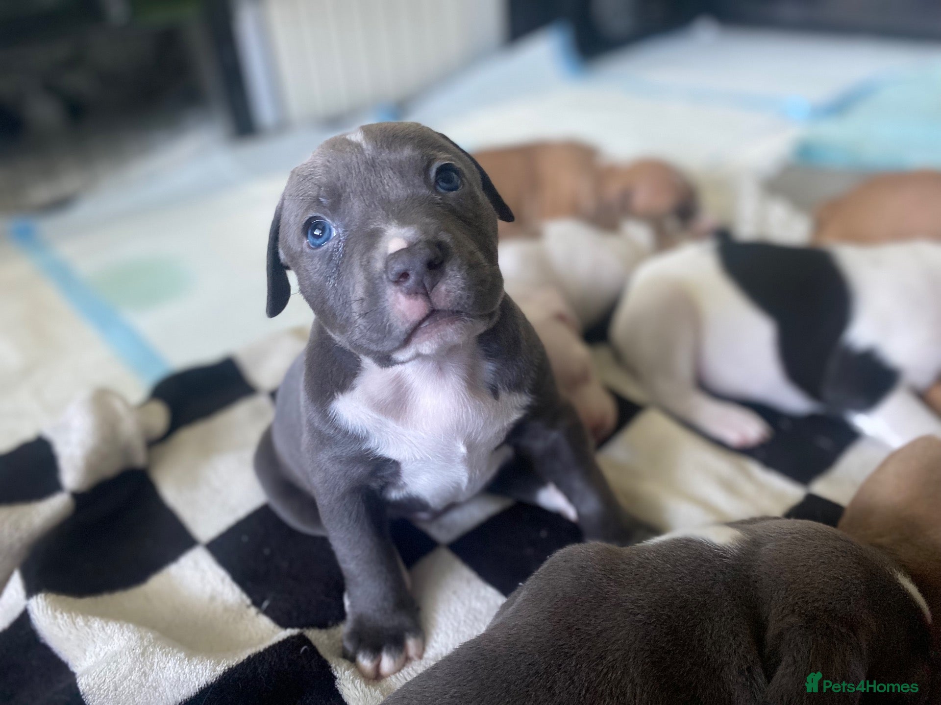 Mixed Breed dogs 6 beautiful staffy cane corso pups 😍 - Advert 19
