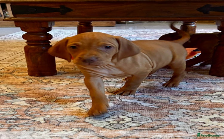 Hungarian Vizsla dogs Hungarian viszla puppies  - Advert 3