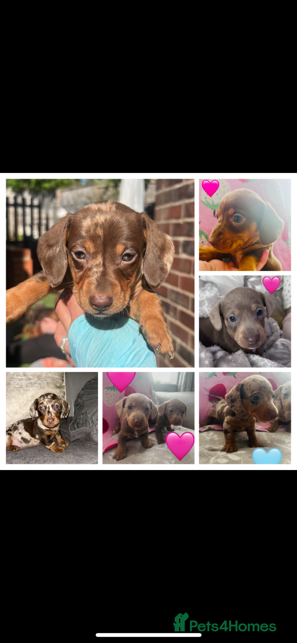 Miniature Dachshund dogs Miniature dachshunds 🩷🩵 - Advert 4