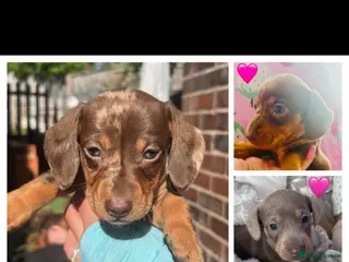 Miniature Dachshund dogs Miniature dachshunds 🩷🩵 - Advert 4