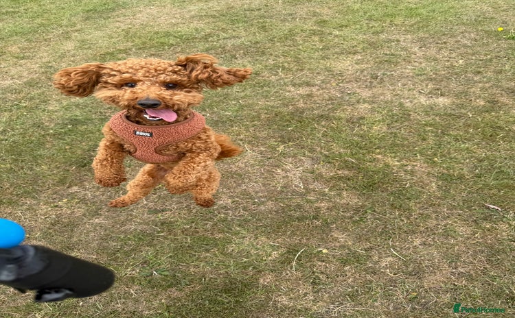 Toy Poodle dogs - Advert 17