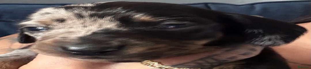Miniature Dachshund Puppy 3