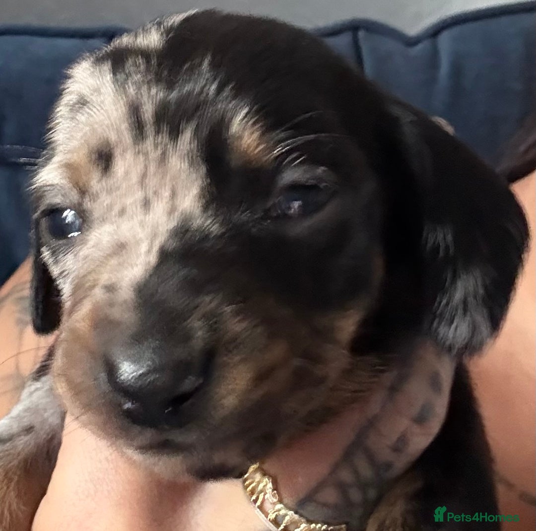 Miniature Dachshund dogs for sale: Miniature dapple dachshund  - Image 29
