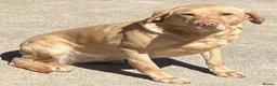 Labrador Retriever dogs for sale: FTCH Sired Labrador Puppies  - Advert 1