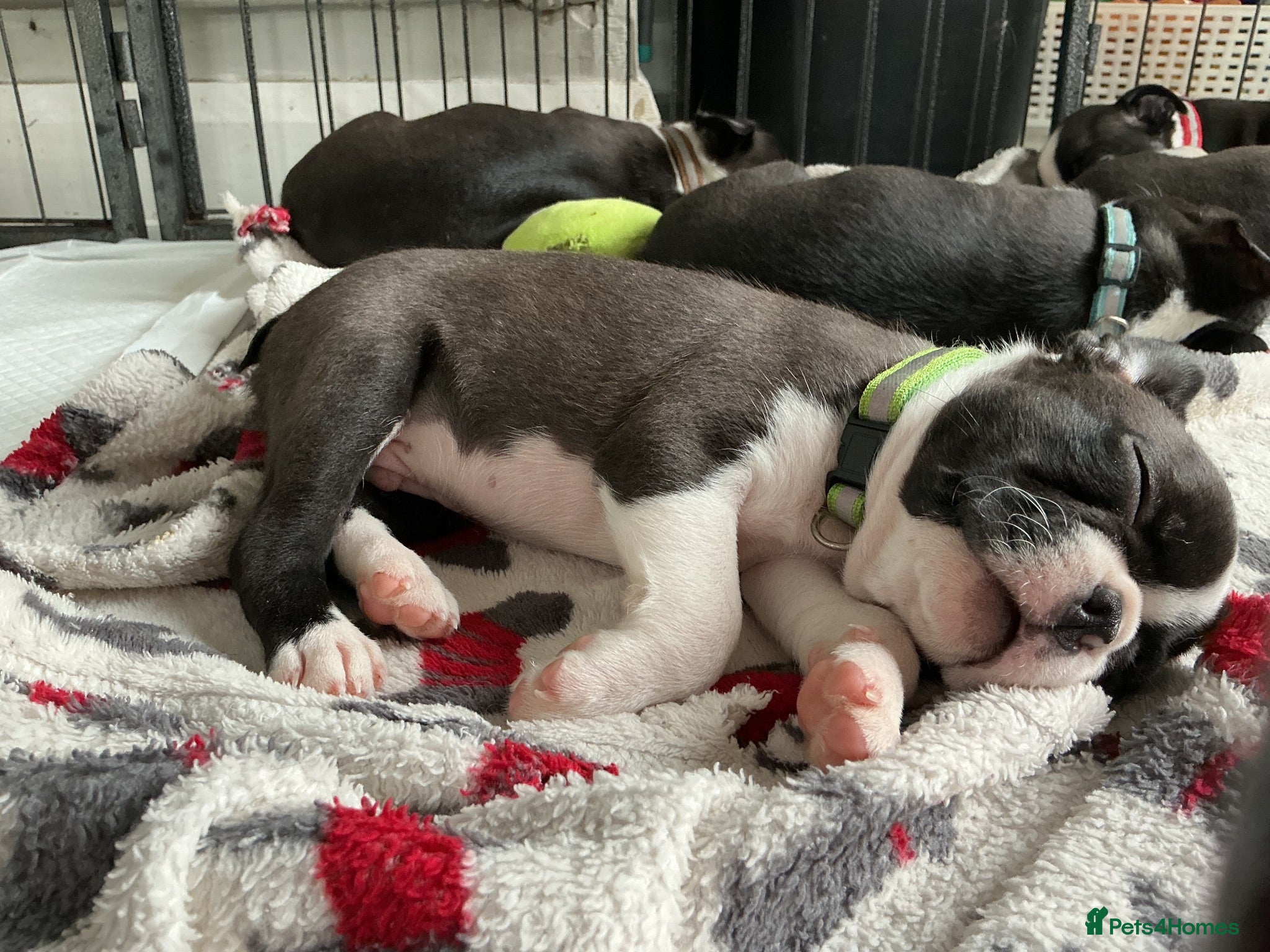 Boston Terrier dogs 5 BEAUTIFUL BOSTON TERRIER PUPPIES(1 AVAILABLE) - Advert 5