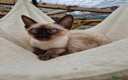 Mixed Breed cats for sale: Bengamese kittens, Bengal/Siamese mix  - Image 15