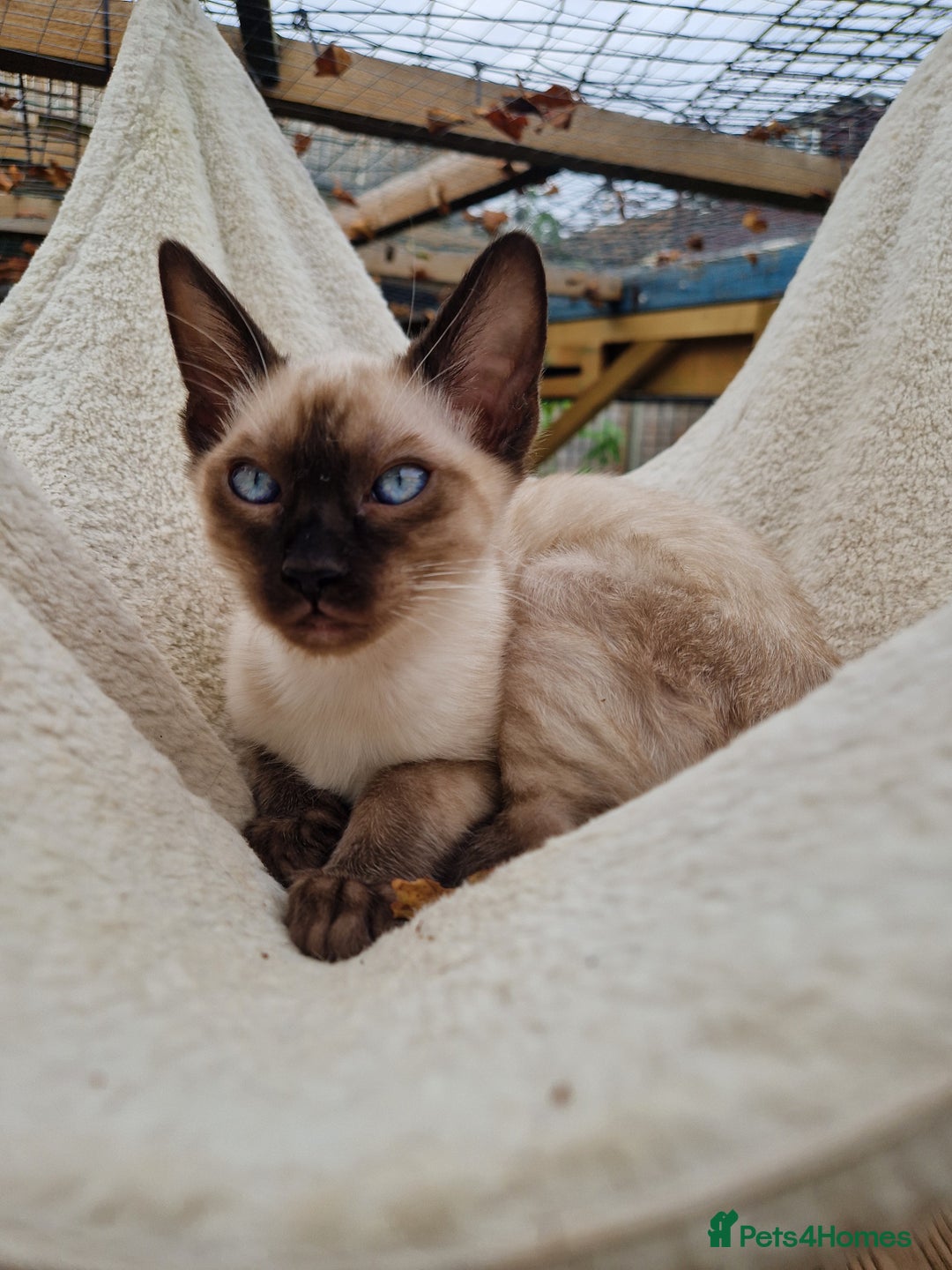 Mixed Breed cats for sale: Bengamese kittens, Bengal/Siamese mix  - Image 15