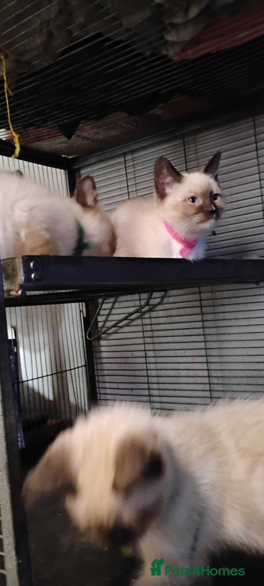 Ragdoll cats for sale: 3/4 ragdoll kittens - Image 4