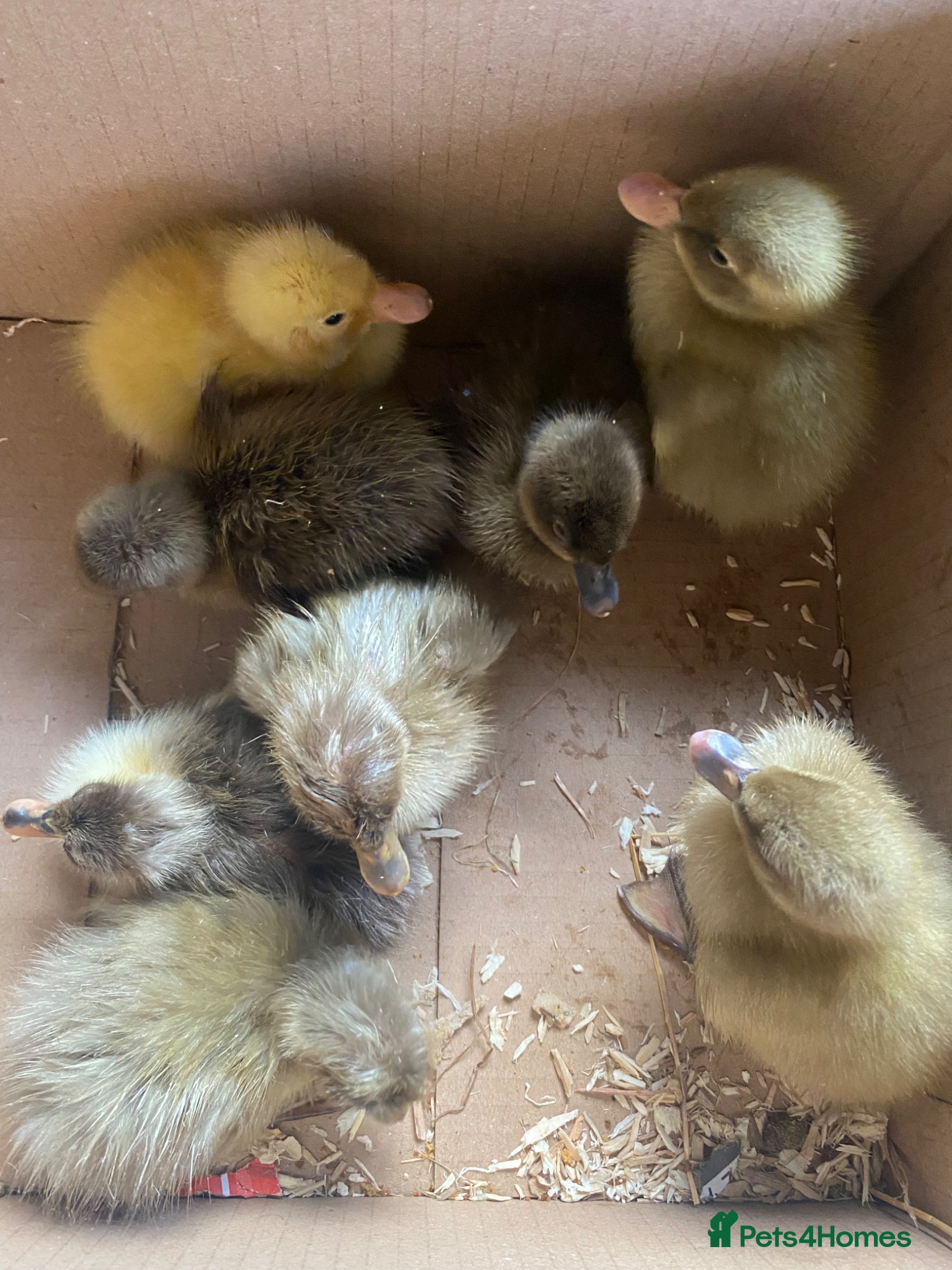 Ducks poultry Indian Runner Duck Hatching Eggs and Ducklings - Advert 12