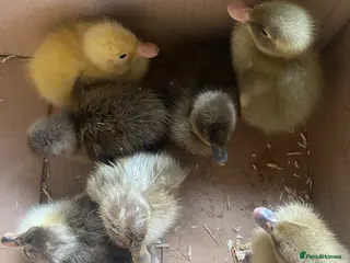 Ducks poultry Indian Runner Duck Hatching Eggs and Ducklings - Advert 2