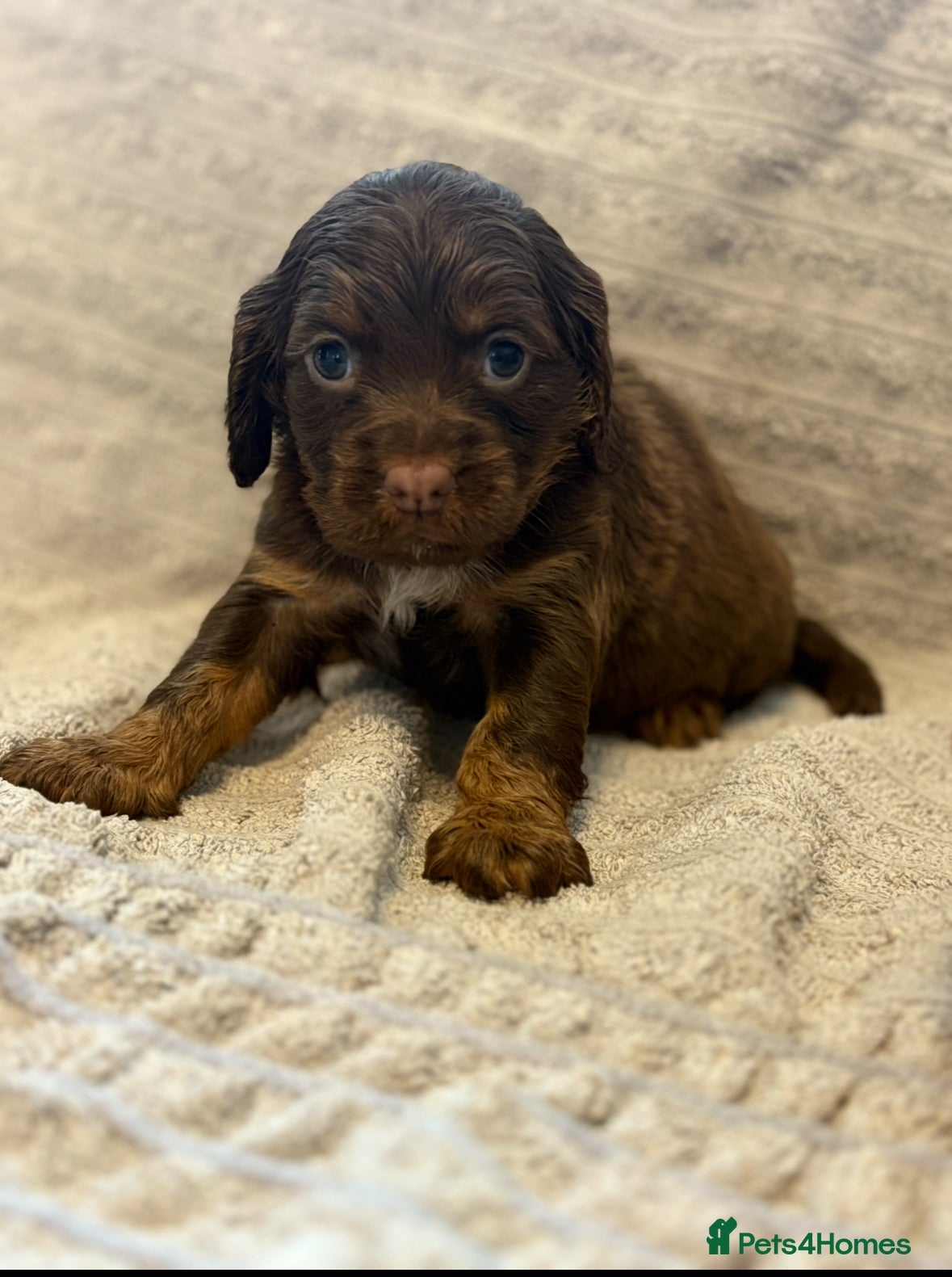 Cocker Spaniel dogs Gorgeous well bred cocker spaniels  - Advert 12
