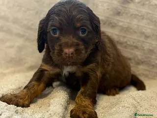 Cocker Spaniel dogs Gorgeous well bred cocker spaniels - Advert 12