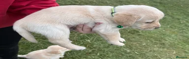 Labradoodle 5