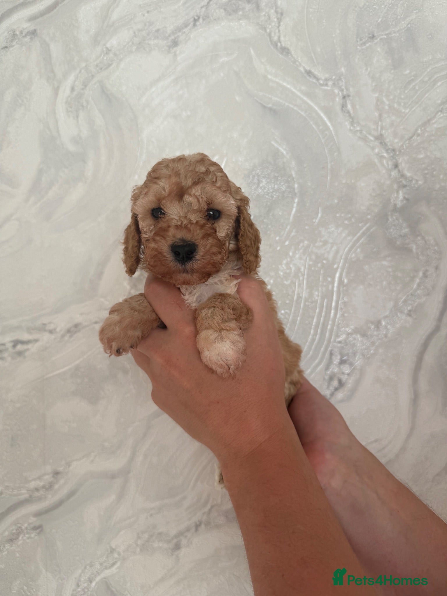 Cockapoo dogs F2 Cockapoo Puppies - Advert 1