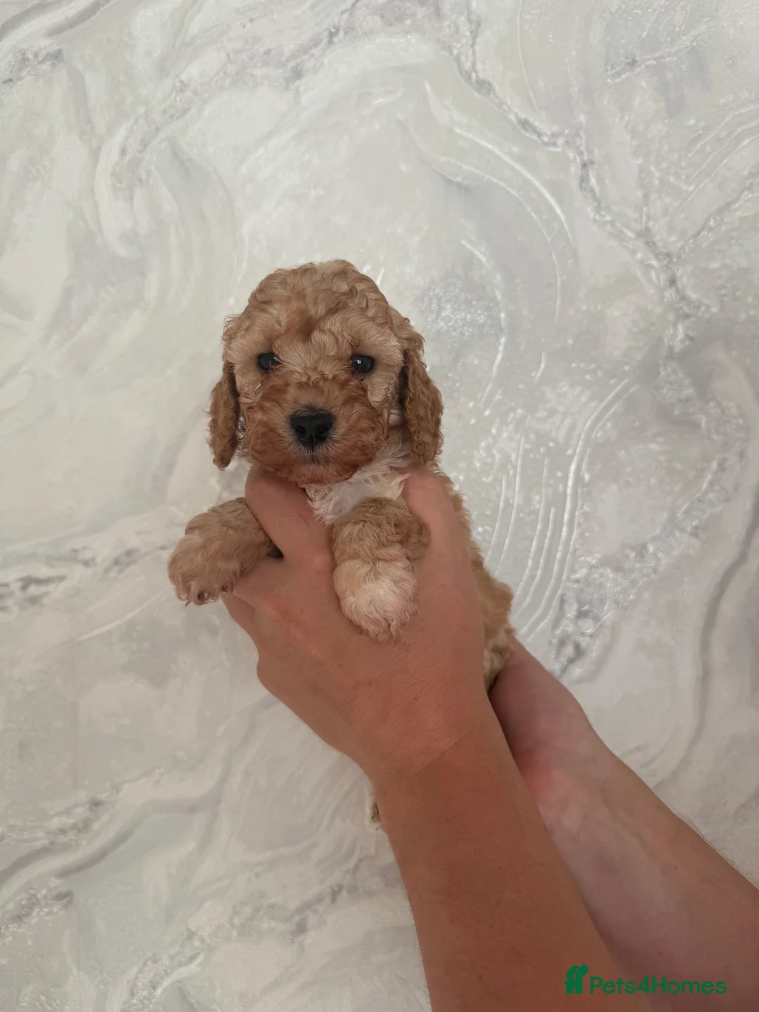 Cockapoo dogs for sale: F2 Cockapoo Puppies - Advert 1
