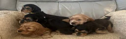 Cocker Spaniel dogs for sale: Show cocker spaniel puppies  - Advert 5