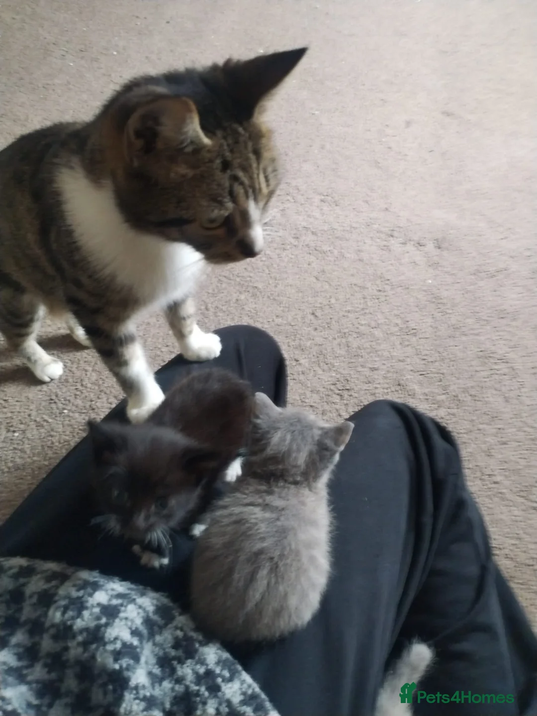 Mixed Breed cats for sale: Beautiful kittens ready for their forever family in Stoke-on-Trent - Advert 2