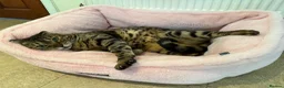 Bengal cats for sale: Full Bengal Brown Rosetted Female - Mia (Mims) - Advert 8