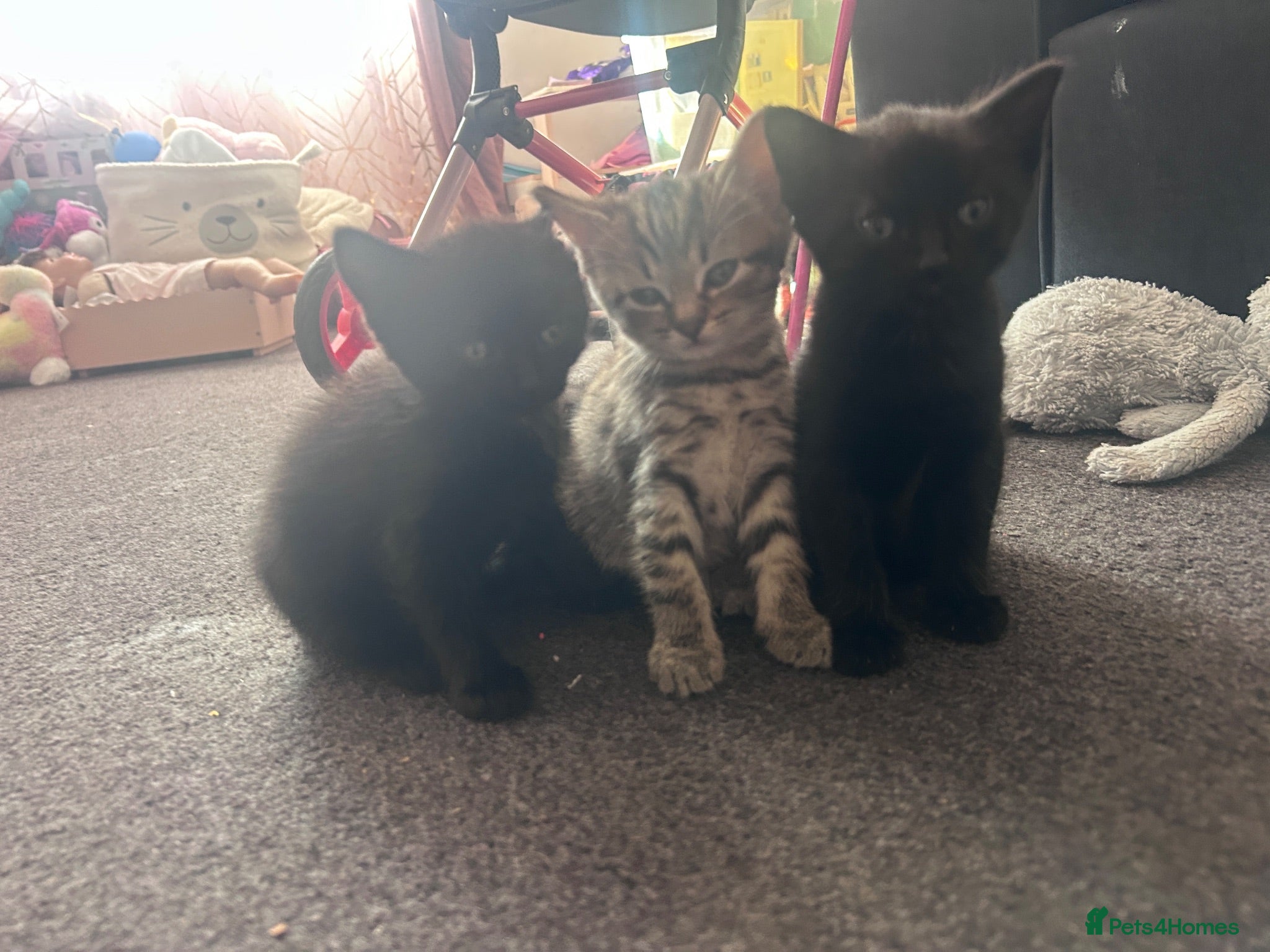 Mixed Breed cats Beautiful well loved family kittens  - Advert 5
