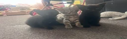Mixed Breed cats for sale: Beautiful well loved family kittens  - Advert 3