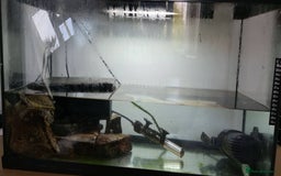 Turtle reptiles for sale: Turtle and setup - Image 5