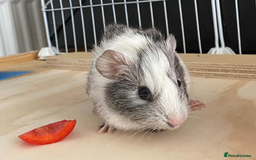 Guinea Pig rodents for sale: 3 Male Guinea Pigs - Image 7