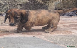 Miniature Dachshund dogs for sale: Miniature Longhaired Dachshund Puppies  - Image 18