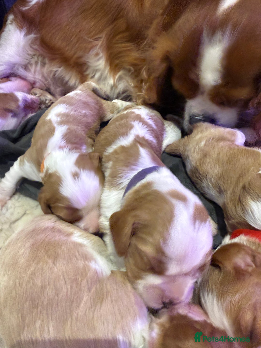 Cavalier King Charles Spaniel dogs for sale: King Charles Cavalier Puppies 5⭐️Breeder Blenheim - Advert 6