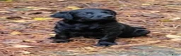 Labrador Retriever dogs for sale: RKC reg working labrador puppies. - Advert 4