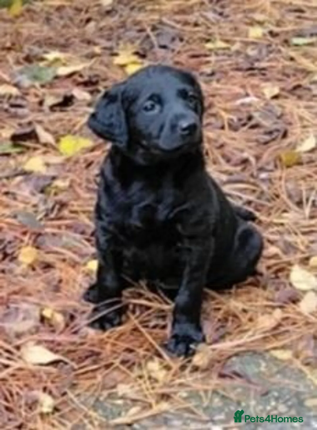 Labrador Retriever dogs for sale: RKC reg working labrador puppies. - Advert 4