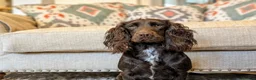 Cocker Spaniel dogs for sale: Sort hard to find - Advert 11