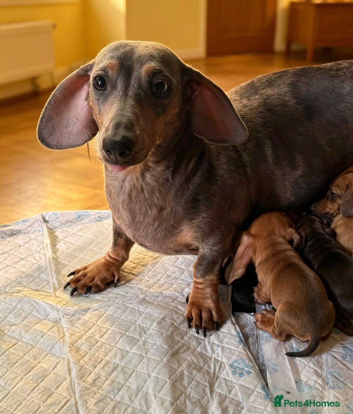 Miniature Dachshund dogs Adorable Miniature Dachshund Puppies - Advert 2