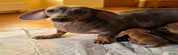 Miniature Dachshund dogs for sale: Adorable Miniature Dachshund Puppies - Advert 2