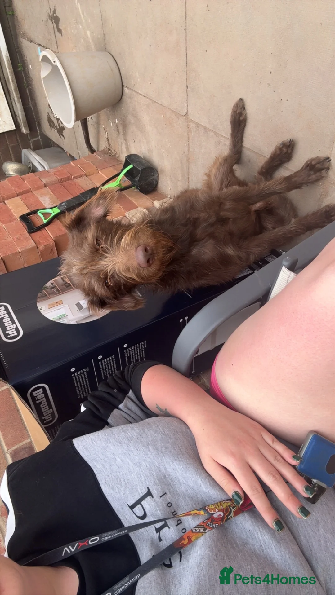 Mixed Breed dogs for sale: Lurcher mix - Advert 3
