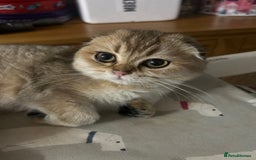 Scottish Fold cats for sale: Beautiful Gold chinchilla girl - Image 16
