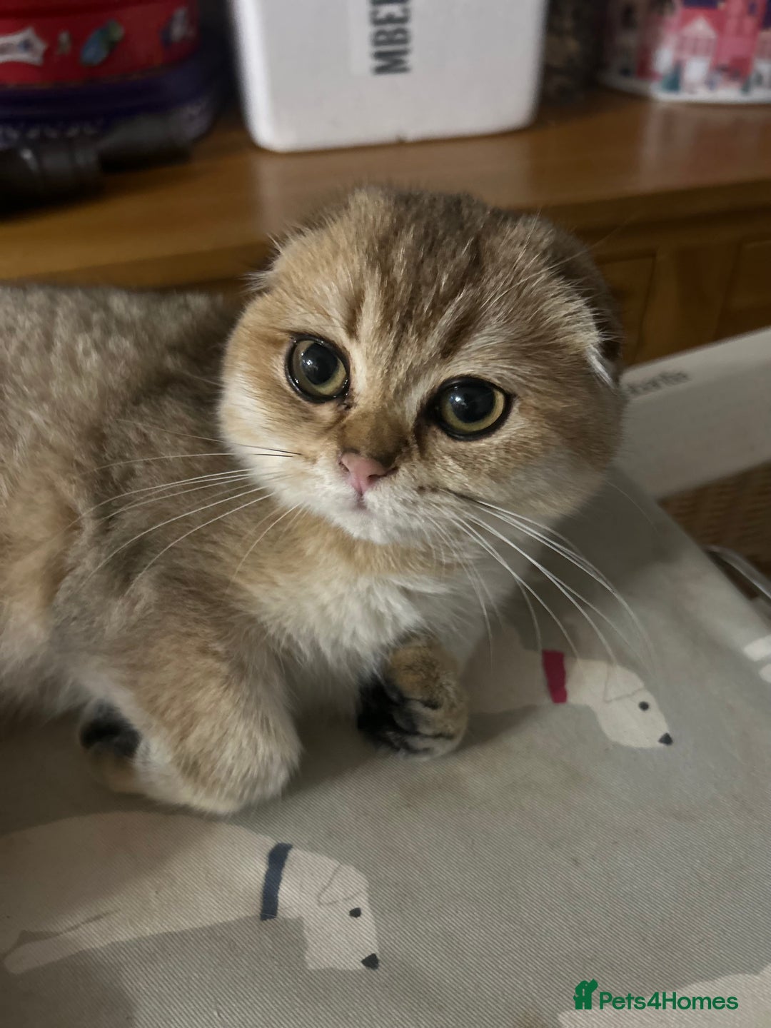 Scottish Fold cats for sale: Beautiful Gold chinchilla girl - Image 16