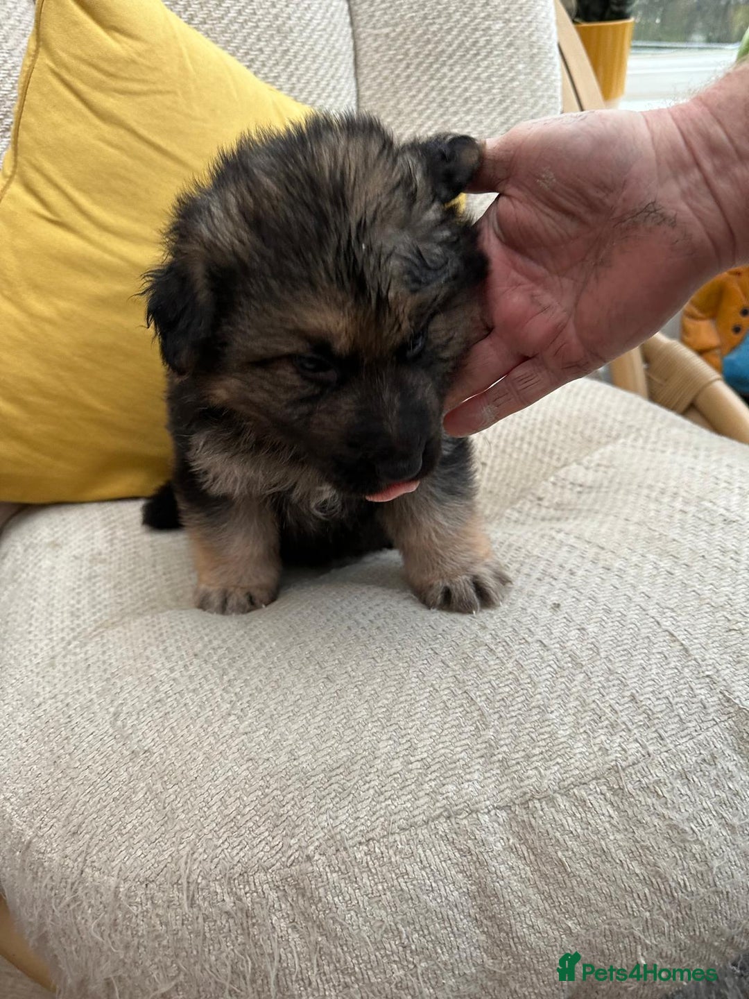 German Shepherd dogs for sale: GSD puppies - Advert 4