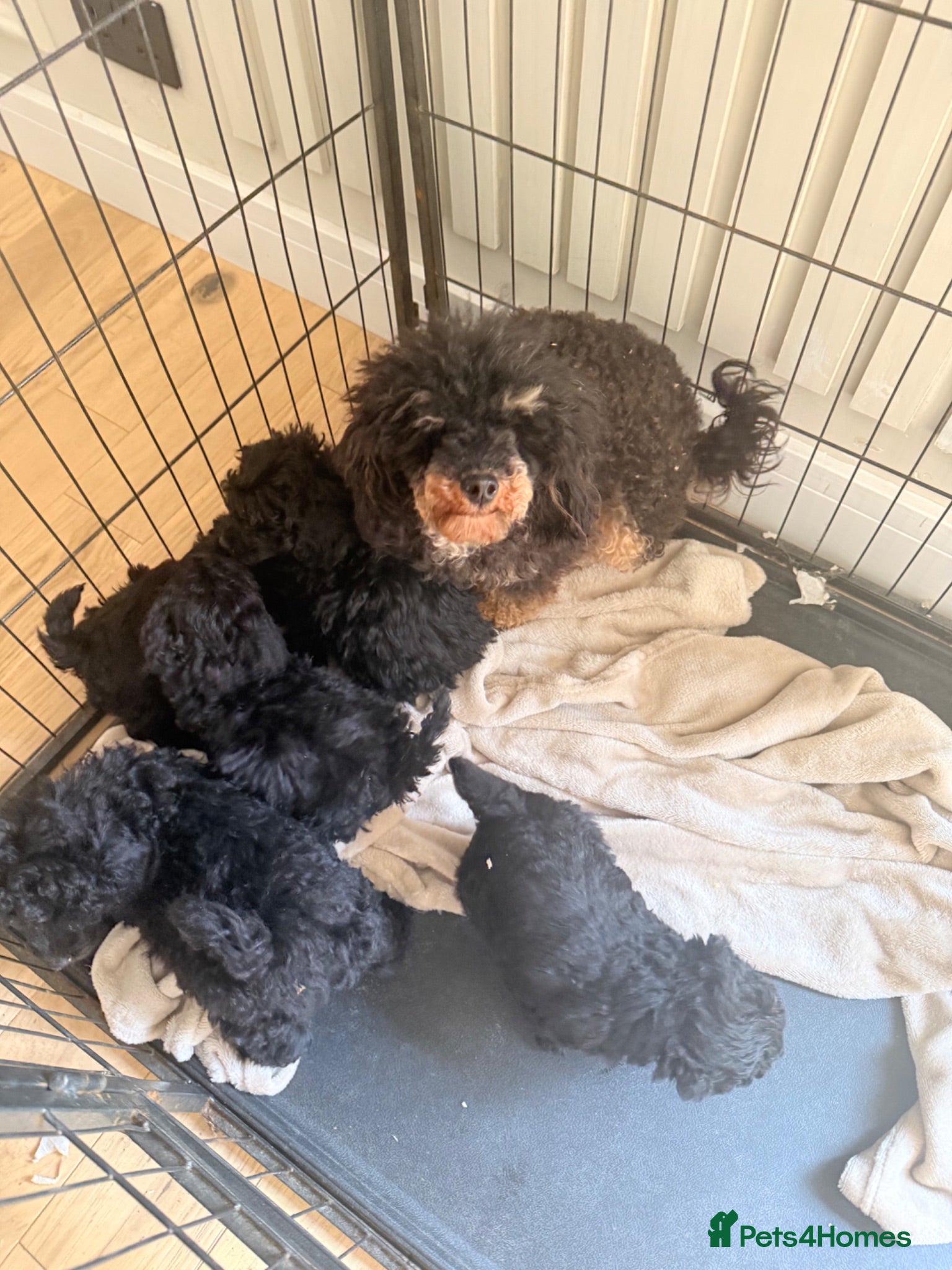 Toy Poodle dogs Toy poodle puppies (afterglow bred) - Advert 2