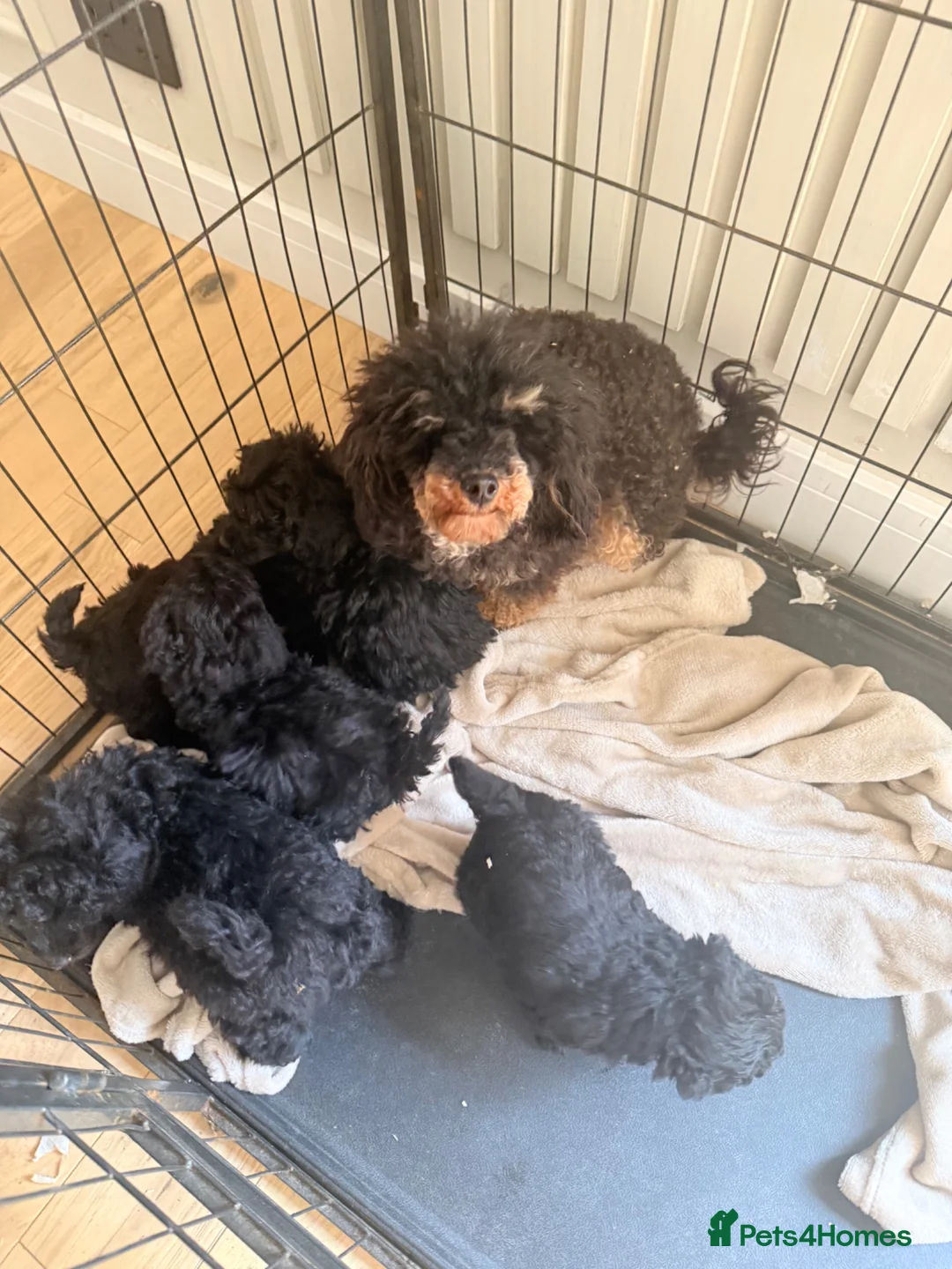 Toy Poodle dogs for sale: Toy poodle puppies (afterglow bred) - Advert 2